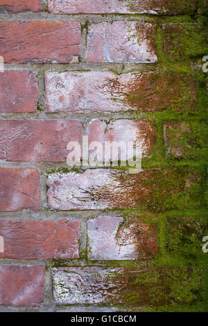Brick wall covered in Moss Stock Photo