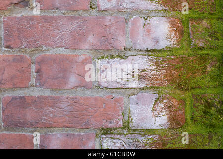 Brick wall covered in Moss Stock Photo