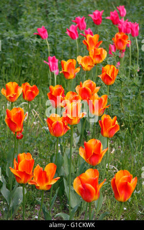 Tulpen. Stock Photo
