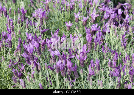 Lavender, Lavandula stoechas flowers background Stock Photo