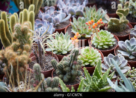 Succulent plants collection in small pots Stock Photo