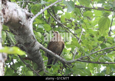 Female Blackbird (Turdus merula) perching on an apple tree Stock Photo
