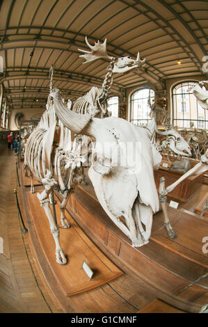 Bison skeleton and other Ice Age mammals, French National Museum of Natural History, Jardin des Plantes, Paris, France Stock Photo