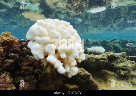 Coral bleaching due to El Nino in the Pacific ocean, lagoon of Huahine island, French Polynesia Stock Photo