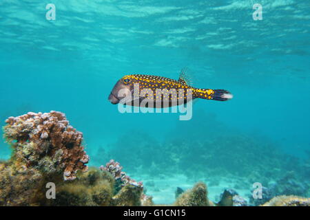 Tropical fish, a male white-spotted boxfish, Ostracion meleagris, Pacific ocean, French Polynesia Stock Photo