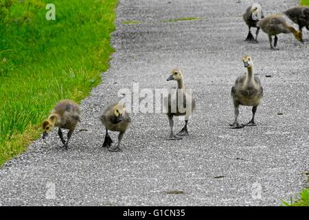 Canadian geese babies looking for food on land Stock Photo