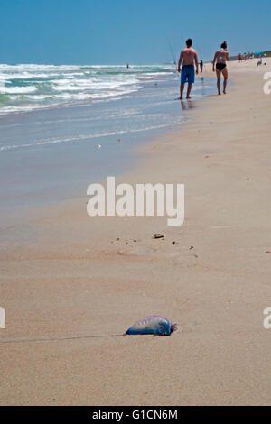 Titusville, Florida - A Portuguese Man o' War washed up on the beach at Canaveral National Seashore. Stock Photo