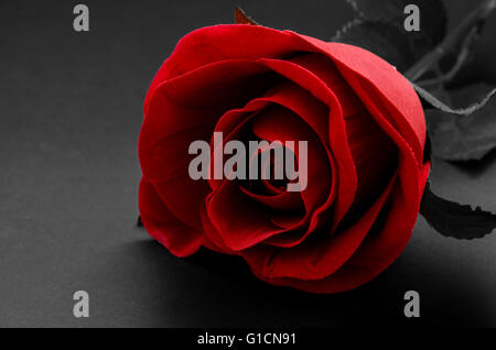 Red rose on black background. - black and white Stock Photo