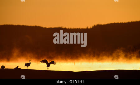 Silhouettes of Common cranes at Lake Hornborga (Hornborgasjön) in Sweden on a magical morning with red mist over the water during sunrise. The cranes stay here for some time during spring migration and do their courtship dances. Stock Photo