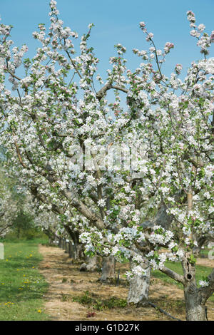 RHS Wisley Surrey apple orchard Stock Photo - Alamy