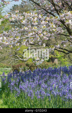 Prunus ichiyo and Camassia flowers. Cherry Ichiyo tree and Camassia leichtlinii flowers at RHS Wisley gardens, Surrey, England Stock Photo