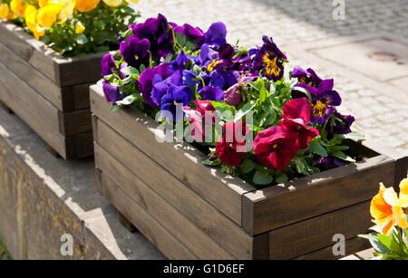 Abloom varied pansies decoration outside of the restaurant, flowering purple, red and yellow plants growing in wooden flower box Stock Photo