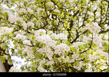 White flowering apple tree macro, Malus blossoms in spring season in Poland, Europe, plenty flowers on the lush blooming plant. Stock Photo