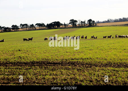 Flock of sheep grazing in field, Alderton, Suffolk Sandlings, England, UK Stock Photo