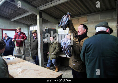 Dead wood pigeons for sale at traditional country auction, Campsea Ashe, Suffolk, England, UK Stock Photo