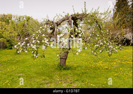 Lush blooming apple tree in spring season in Poland, Europe, fresh green grass and plenty flowers on the tree with twigs formed Stock Photo