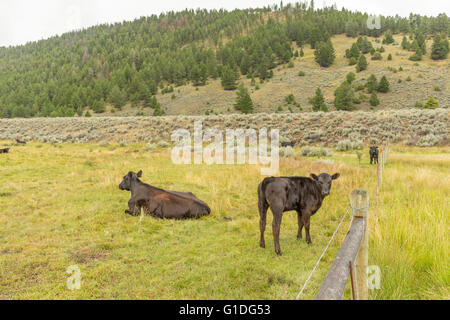 Angus cattle on a green pasture on a Montana ranch Stock Photo