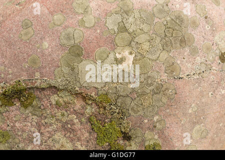 a detail of lichen on a rock near Jackson Hole, WY Stock Photo