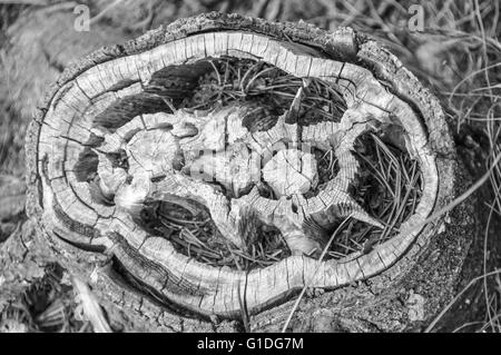 cross section of a cut tree showing heavily weathered growth rings and rotting Stock Photo