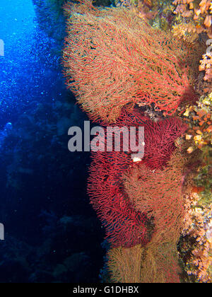 Colourful Gorgonain Sea Fans underwater. Stock Photo
