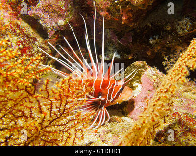 A Clearfin Lionfish, beautiful but dangerous. Stock Photo