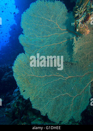 A Large Gorgonian Sea Fan can be seen in the Red Sea Stock Photo