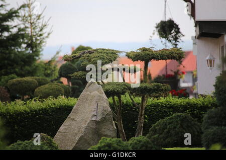 Small ornamental coniferous tree in bonsai style. Stock Photo
