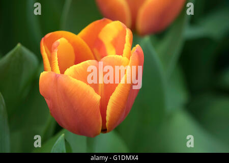 Tulip 