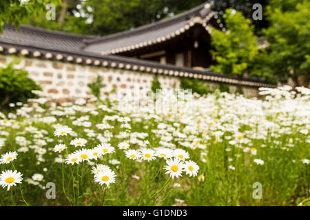 Daisies in front of Haengnangchae, Gangneung Sunkyojang, Gangneung-si, Gangwon Province, South Korea Stock Photo