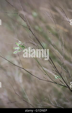 Single green and flowering sprout on the dry plant of a Sweet-Clover (Melilotus). Stock Photo