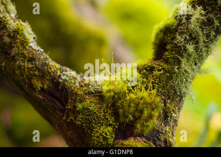 Close up of mosses growing on a tree branch in Wistmans wood, Devon, UK Stock Photo