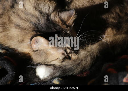 Sleeping Norwegian Forest cat with long hair. Stock Photo