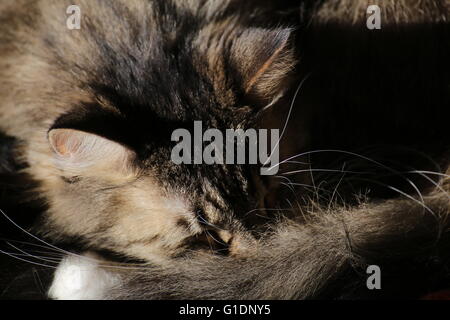 Sleeping Norwegian Forest cat with long hair. Stock Photo