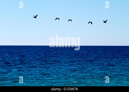 Pelicans flying in formation over a deep blue ocean against a cloudless blue sky. Stock Photo