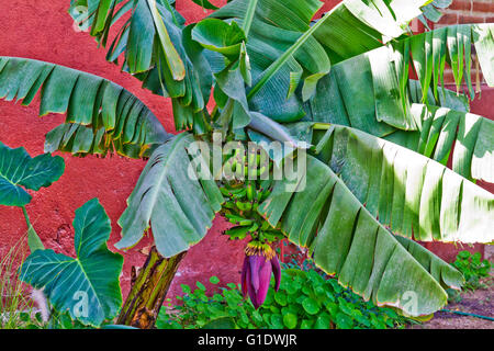 A banana tree with green fruit and purple blossom growing in a garden in Todos Santos, Baja Sur, Mexico. Stock Photo
