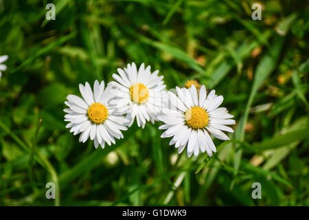 three daisies isolated on the grass Stock Photo