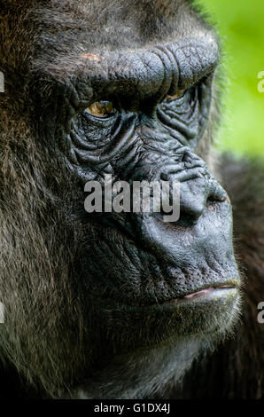 Gorilla at the Louisville Kentucky Zoo Stock Photo