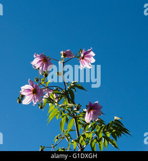 Mauve pink  Tree Dahlia (Dahlia imperialis) on the fast-growing, tropical foliage and thick, bamboo-like stems  is exotic . Stock Photo