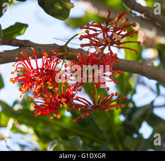 Stenocarpus sinuatus,  Firewheel Tree ,White Beefwood, Queensland Firewheel Tree, Tulip Flower, White Oak and White Silky Oak is an Australian  tree. Stock Photo