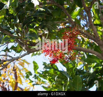 Stenocarpus sinuatus,  Firewheel Tree ,White Beefwood, Queensland Firewheel Tree, Tulip Flower, White Oak and White Silky Oak is an Australian  tree. Stock Photo