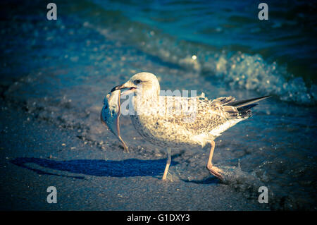 Seagull caught a fish on a sandy beach and eats it Stock Photo