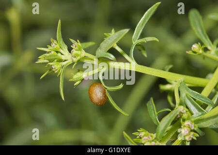 Figwort weevil or Figwort scrophulariae sp. Cionus scrophulariae, pupa /pupae egg casing attached to a figwort leaf. Stock Photo