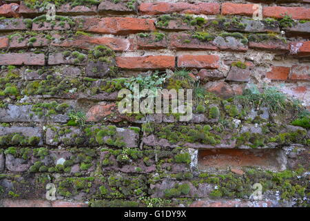 Old red brick wall covered by moss Stock Photo