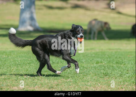 Black Border Collie running with ball at park Stock Photo