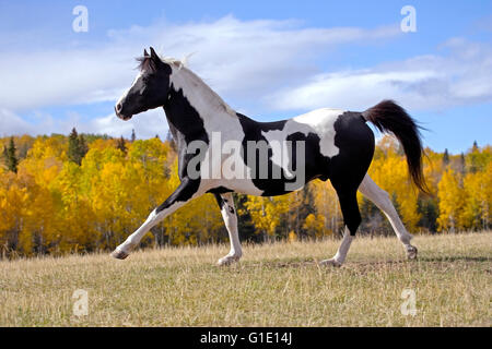 Black and White Tobiano Pinto Stallion running on meadow with trees in autumn colors Stock Photo