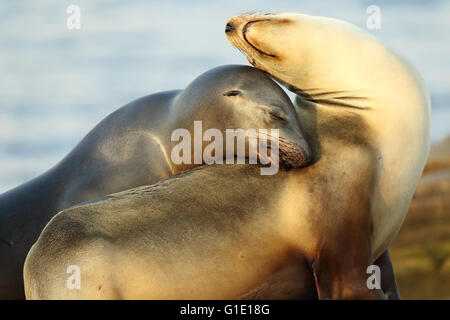 A pair of California Sea Lions in a dramatic pose of affection. Stock Photo
