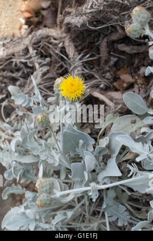 Centaurea ragusina Stock Photo