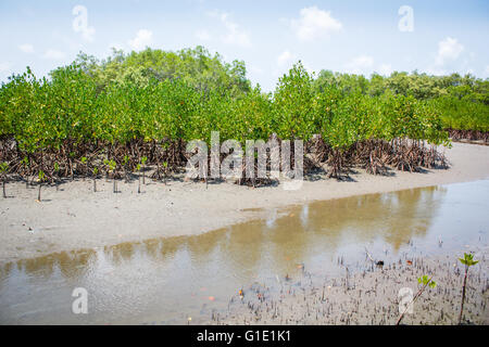 Forest at the river estuary or Mangroves forest. Stock Photo