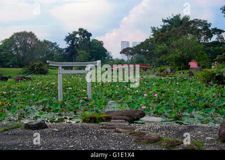 Pond of lotuses in Japanese garden. Singapore Stock Photo