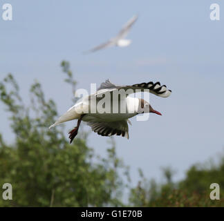 Castle Espie, Northern Ireland, UK. 13th May 2016 Black-headed gulls in protective mood at the WWT Castle Espie Wetland Centre. David Hunter/WWT Castle Espie/Alamy Live News. Stock Photo